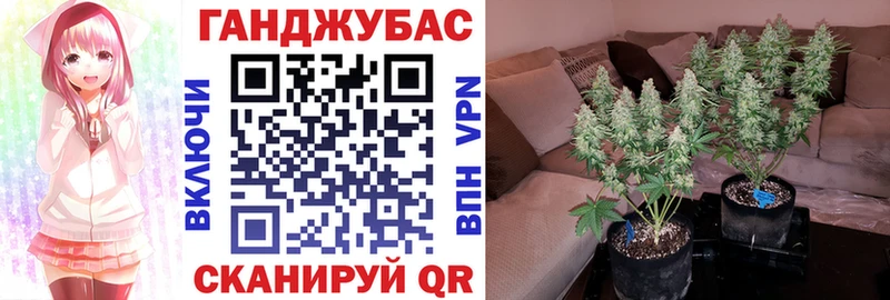 Шишки марихуана планчик  цены   Кирово-Чепецк 